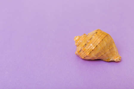 Beach seashells on colored background. Mock up with copyspace.