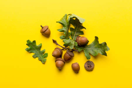 Branch with green oak tree leaves and acorns on colored background, close up top view.の写真素材