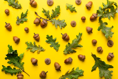 Branch with green oak tree leaves and acorns on colored background, close up top view.の写真素材