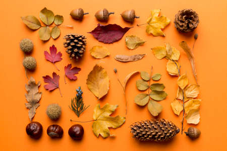 autumn composition. Pattern made of dried leaves and other design accessories on table. Flat lay, top view.の写真素材