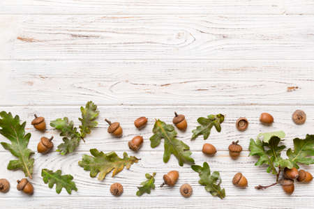 Branch with green oak tree leaves and acorns on colored background, close up top view.の写真素材