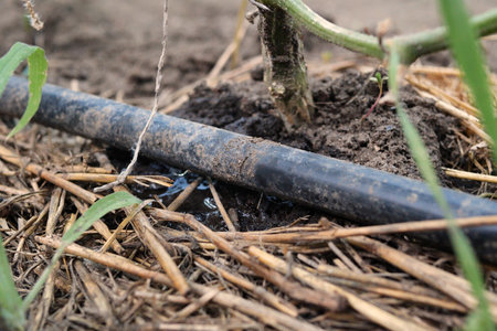 drip water of the plant. Water drips onto the drip irrigation system used on the farm and saves water drop by drop.の写真素材