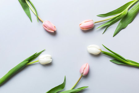Pink and white tulips on a colored holiday frame Background. Floral spring background for March 8, birthday, mother's day. copy space top view flat lay.の写真素材