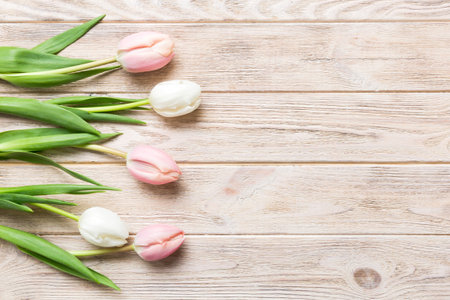 Pink and white tulips on a colored holiday frame Background. Floral spring background for March 8, birthday, mother's day. copy space top view flat lay.の写真素材
