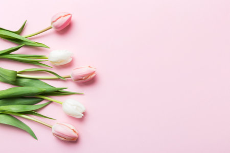 Pink and white tulips on a colored holiday frame Background. Floral spring background for March 8, birthday, mother's day. copy space top view flat lay.の写真素材
