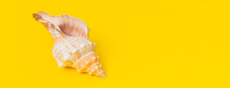 Beach seashells on colored background. Mock up with copyspace.の写真素材