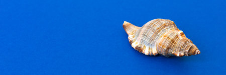 Beach seashells on colored background. Mock up with copyspace.の写真素材