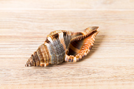 Beach seashells on colored background. Mock up with copyspace.