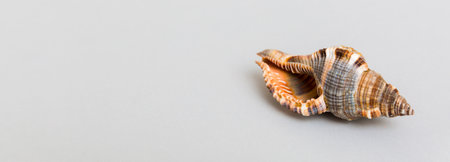 Beach seashells on colored background. Mock up with copyspace.の写真素材