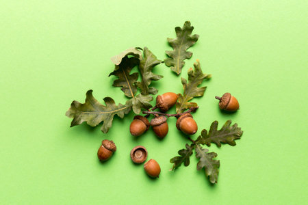 Branch with green oak tree leaves and acorns on colored background, close up top view.の写真素材