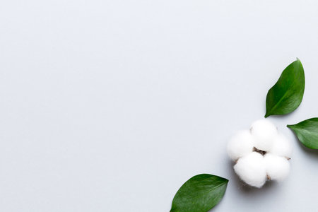 Autumn Floral Flat lay background composition. Dried white fluffy cotton flower branch with green leaf top view on colored table with copy space.の写真素材
