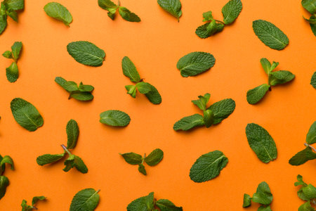 Fresh green mint leaves on white background, Mint leaves pattern Top view with copy space.の写真素材