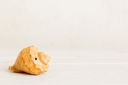 Summer time concept with sea shells or starfish on a table background with copy space for text.の写真素材