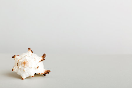 Summer time concept with sea shells or starfish on a table background with copy space for text.の写真素材