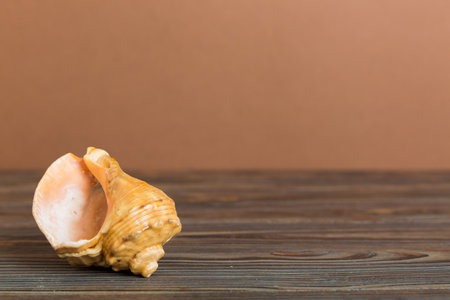 Summer time concept with sea shells or starfish on a table background with copy space for text.の写真素材