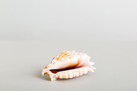 Summer time concept with sea shells or starfish on a table background with copy space for text.の写真素材