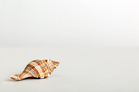 Summer time concept with sea shells or starfish on a table background with copy space for text.の写真素材