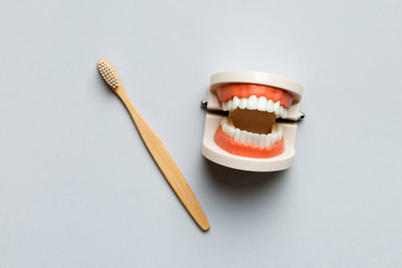 Closeup model of a human jaw with white teeth and Toothbrush. Dentistry conceptual photo. Prosthetic dentistry. False teet top view wth copy space.の写真素材