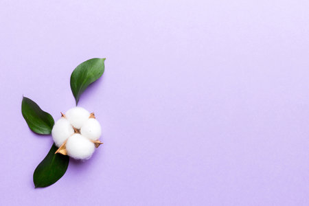 Autumn Floral Flat lay background composition. Dried white fluffy cotton flower branch with green leaf top view on colored table with copy space.の写真素材