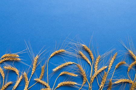 Sheaf of wheat ears close up and seeds on colored background. Natural cereal plant, harvest time concept. Top view, flat lay with copy space.の写真素材