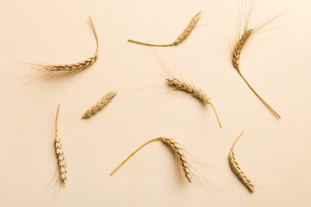 Sheaf of wheat ears close up and seeds on colored background. Natural cereal plant, harvest time concept. Top view, flat lay.の写真素材