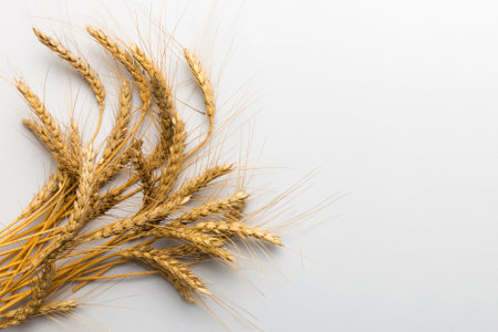 Sheaf of wheat ears close up and seeds on colored background. Natural cereal plant, harvest time concept. Top view, flat lay with copy space.の写真素材