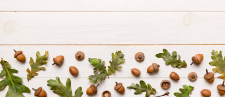 Branch with green oak tree leaves and acorns on colored background, close up top view.の写真素材