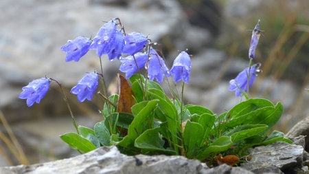 Flowerの写真素材