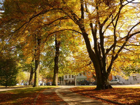 Autumn treeの写真素材
