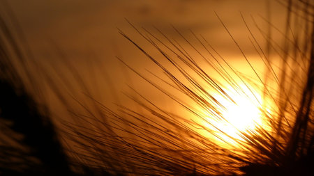 Grain sunriseの写真素材