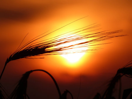 Grainの写真素材