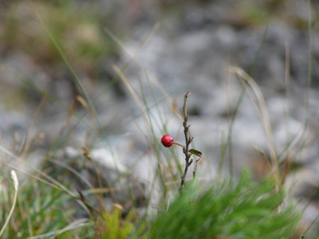 Berryの写真素材