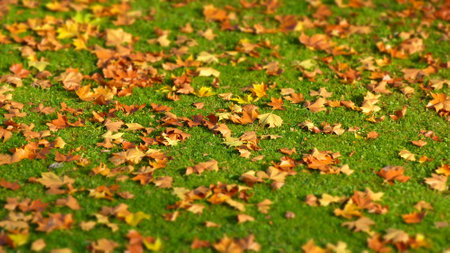 Autumn leavesの写真素材