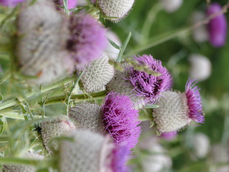 Thistleの写真素材