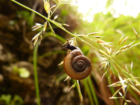 Snailの写真素材