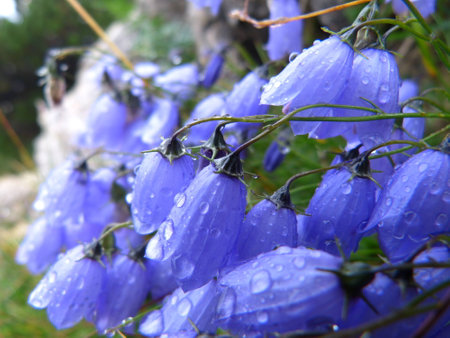 Bellflowerの写真素材