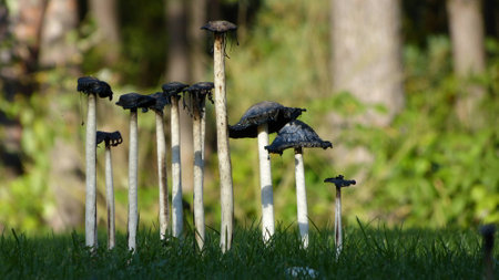 Mushroomsの写真素材