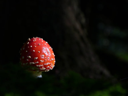 Mushroomの写真素材