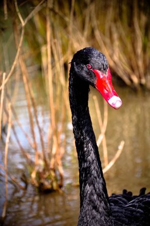 black swanの写真素材