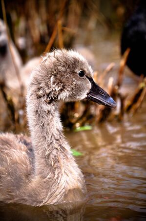 duckの写真素材