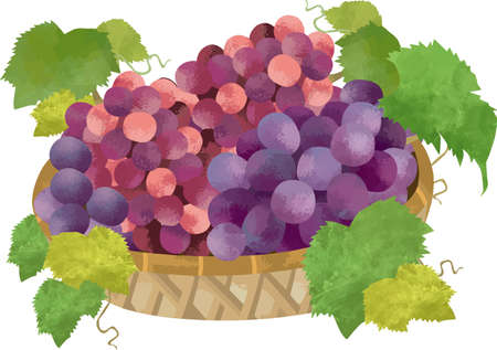 Illustration of a grape in a basket on a white backgroundのイラスト素材