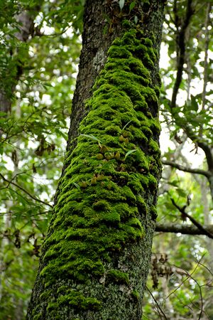 Moss on treeの写真素材