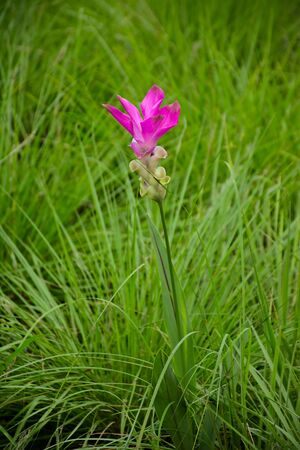 Curcuma  aeruqinosa or Siam Tulipの写真素材