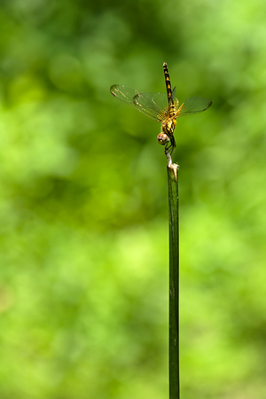 a yellow dragonfly on a plantの写真素材