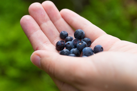 blueberries in the palmの写真素材