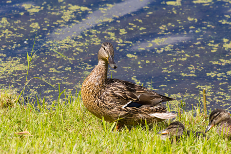Duck in the grass near a overgrown pondの写真素材