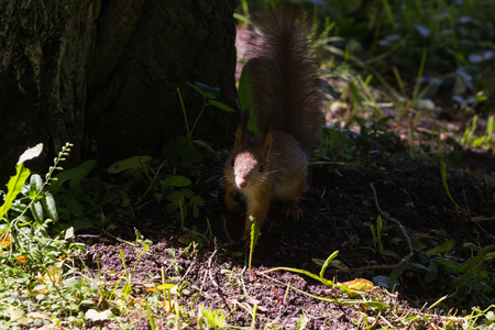 Squirrel near the tree hiding in the shadeの写真素材