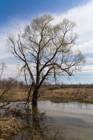 Lonely treeの写真素材