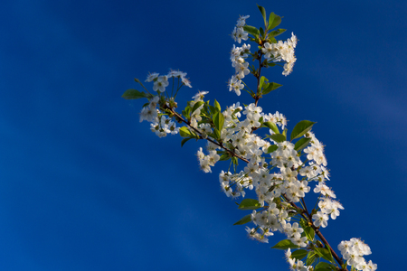 branch of cherry blossomsの写真素材