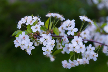 branch of cherry blossomsの写真素材